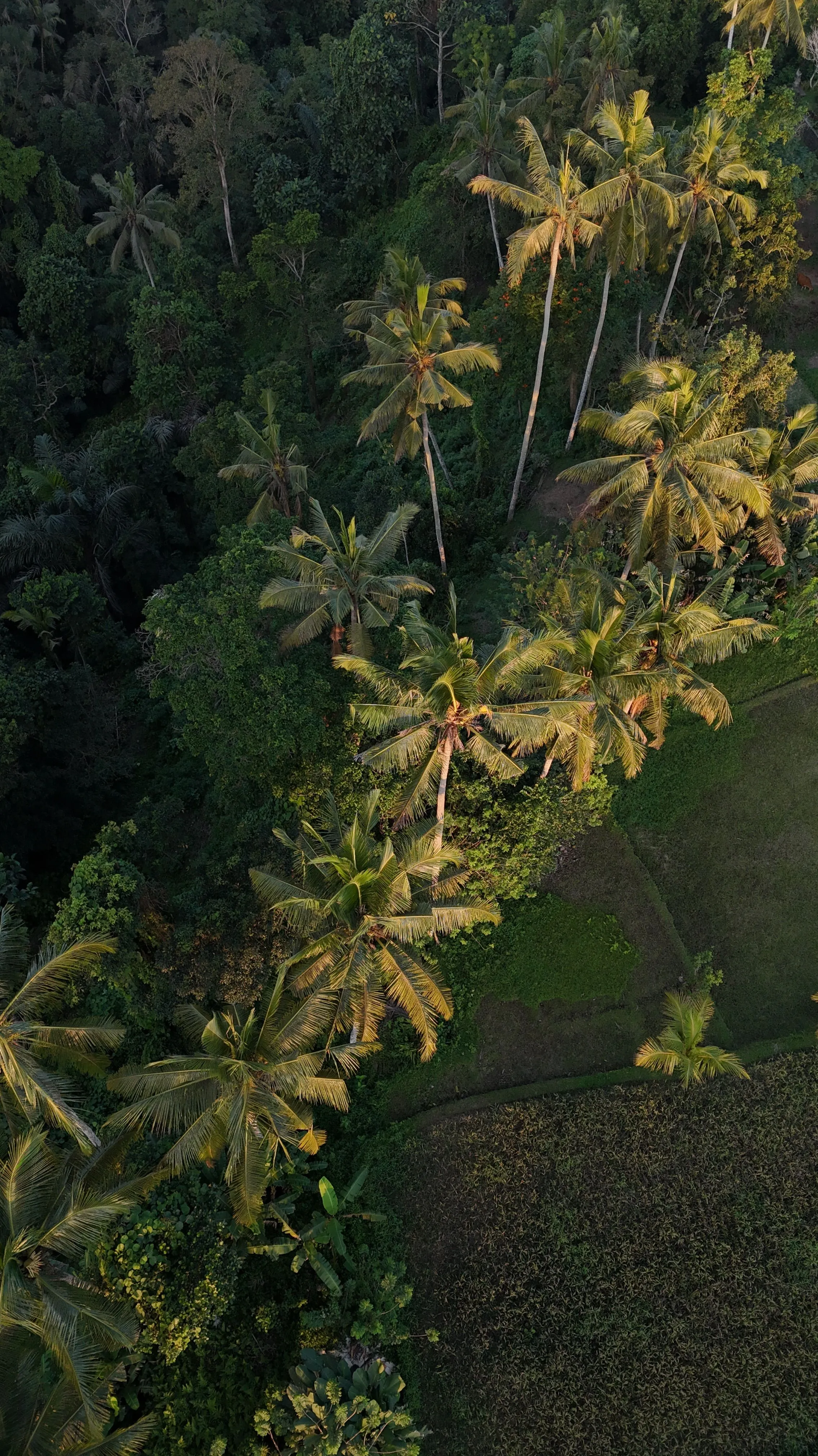 Aerial view of coconut palms over terraced land in Bali.